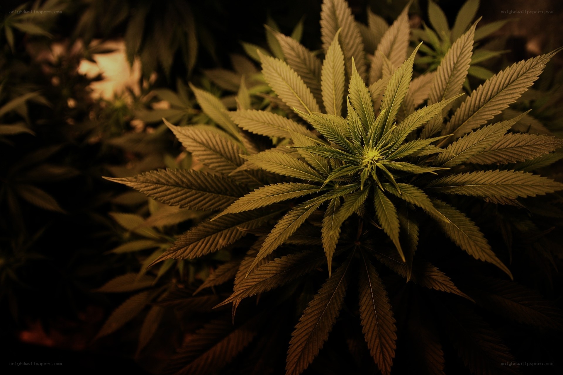 Close-up of cannabis plant