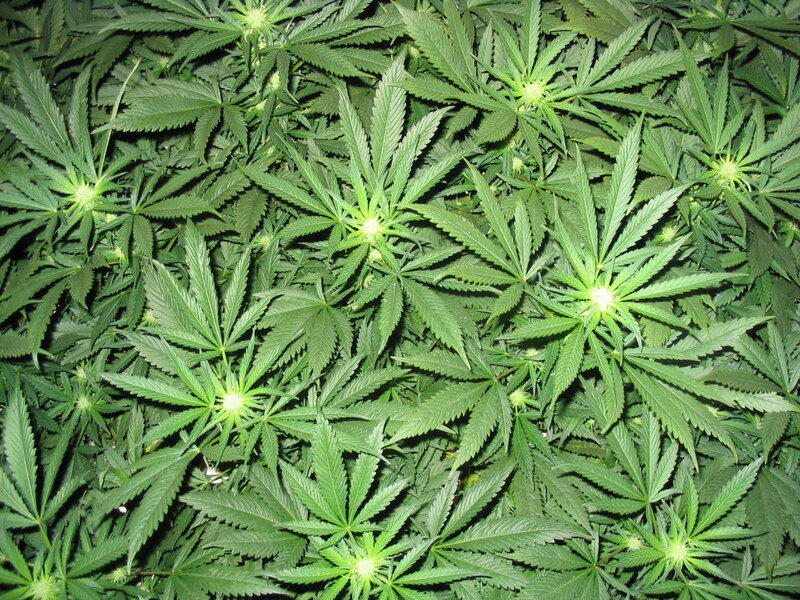 Close-up of cannabis plants