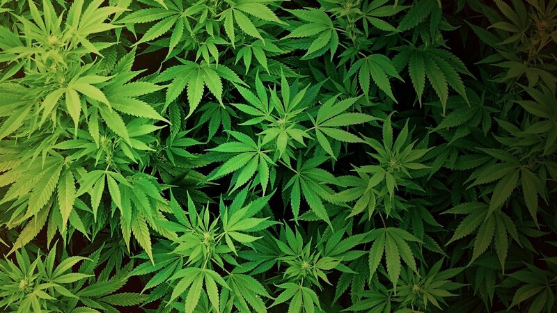 close-up of cannabis plants