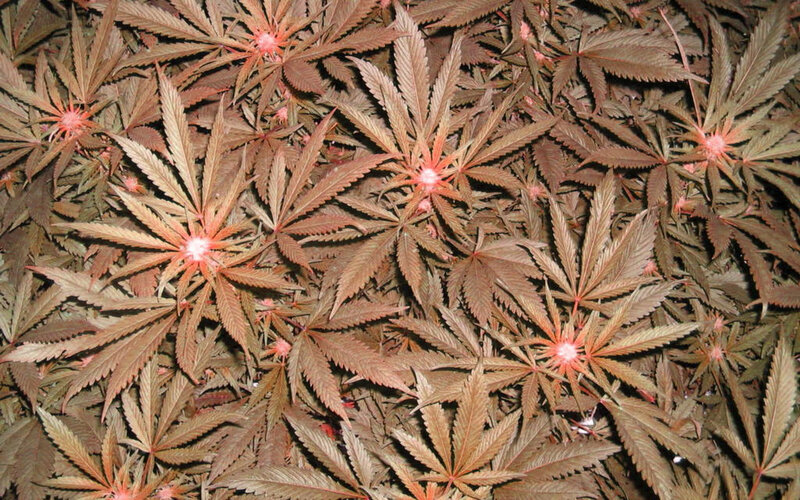 Close-up of cannabis plants