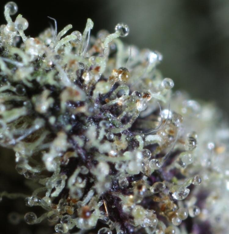 close-up of cannabis trichomes