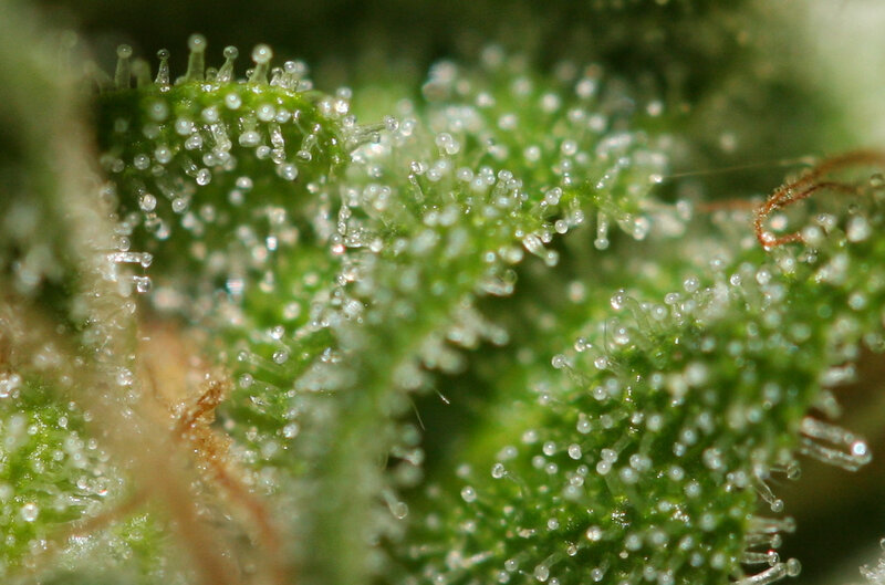 Close-up of cannabis trichomes