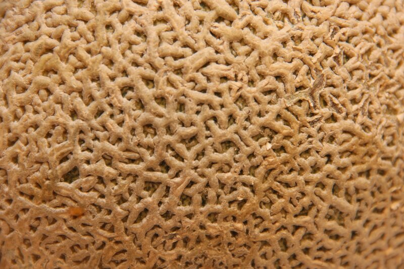 close-up of cantaloupe rind