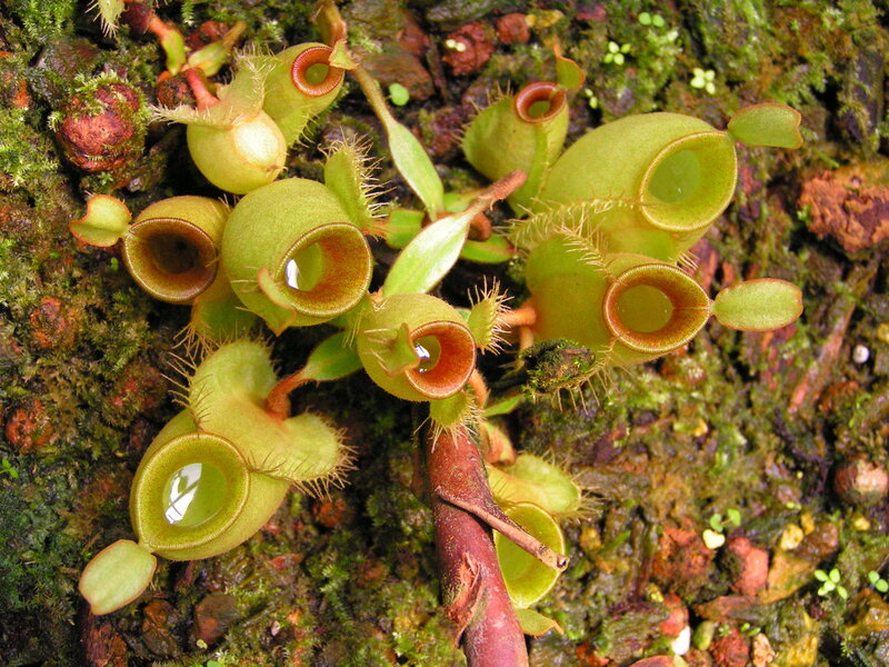 Close-up of carnivorous pitcher plants