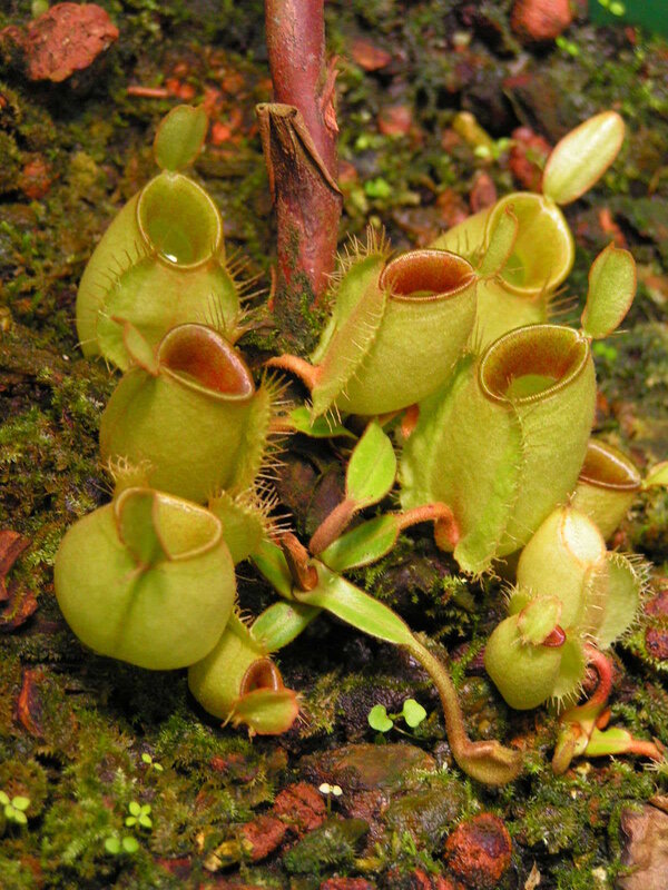 Close-up of carnivorous pitcher plants