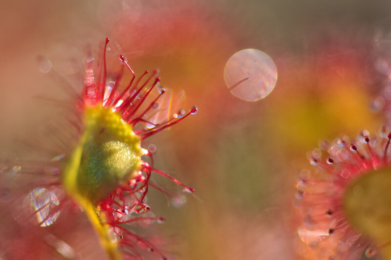 Close-up of carnivorous plant