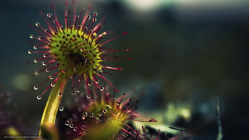 Close-up of carnivorous plant