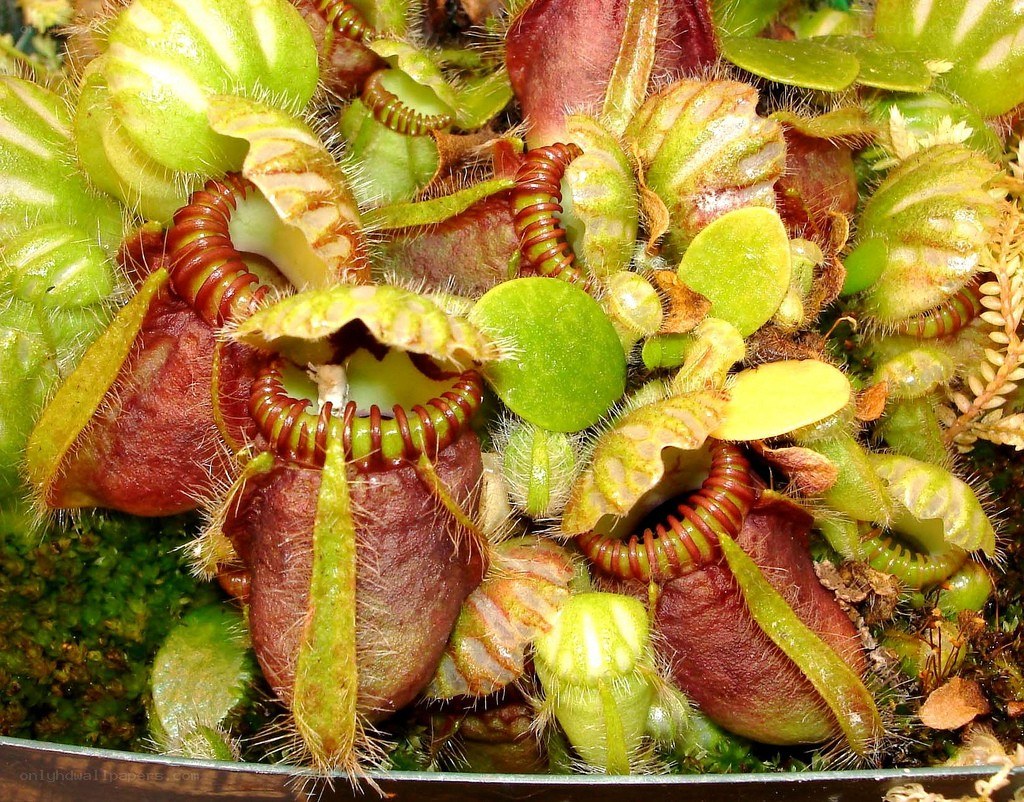 Close-up of carnivorous plants