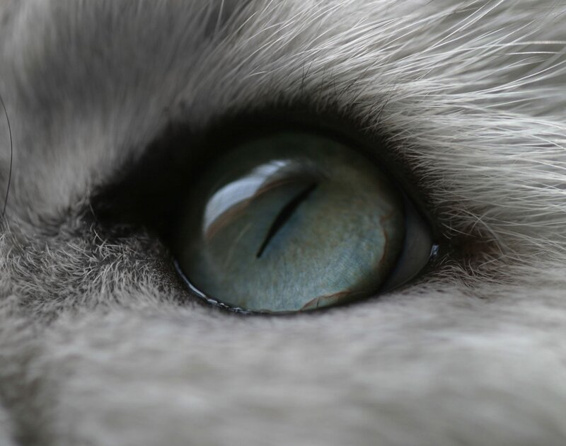 Close-up of Cat Eye
