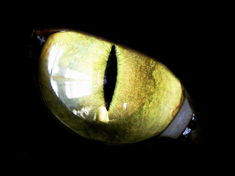 Close-up of Cat Eye — Yellow