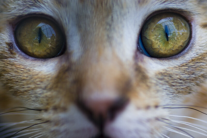 close-up of cat eyes