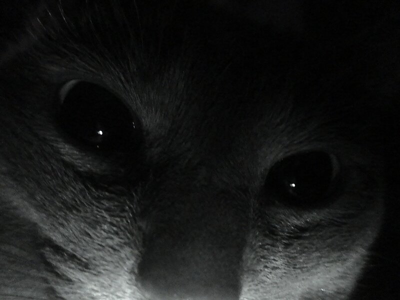 close-up of cat eyes