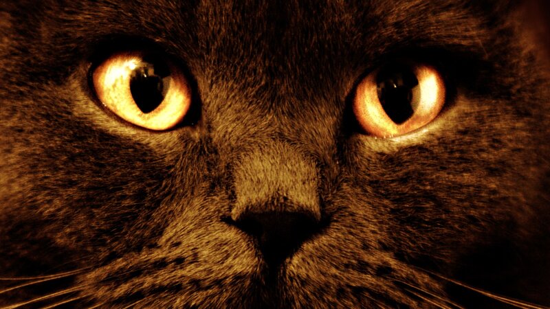 close-up of cat eyes