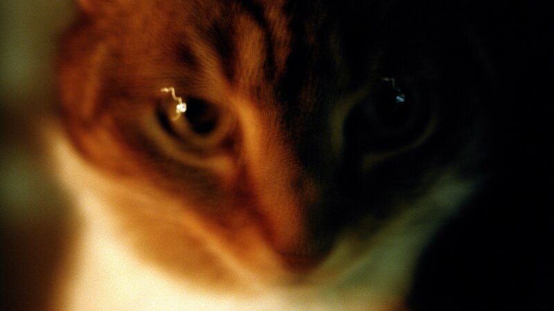 close-up of cat eyes