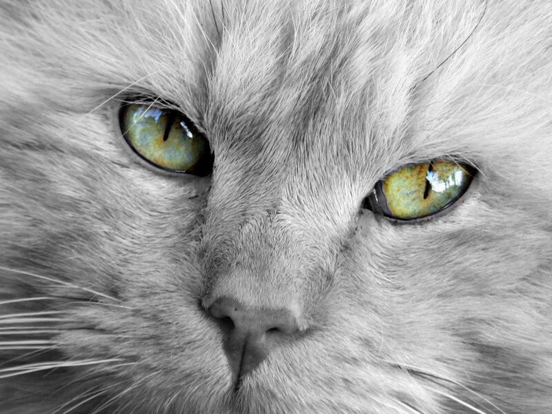 close-up of cat eyes