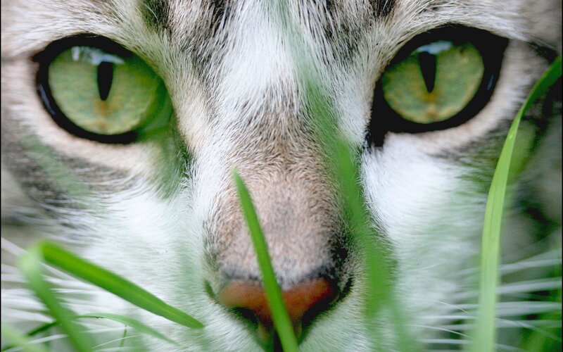close-up of cat eyes