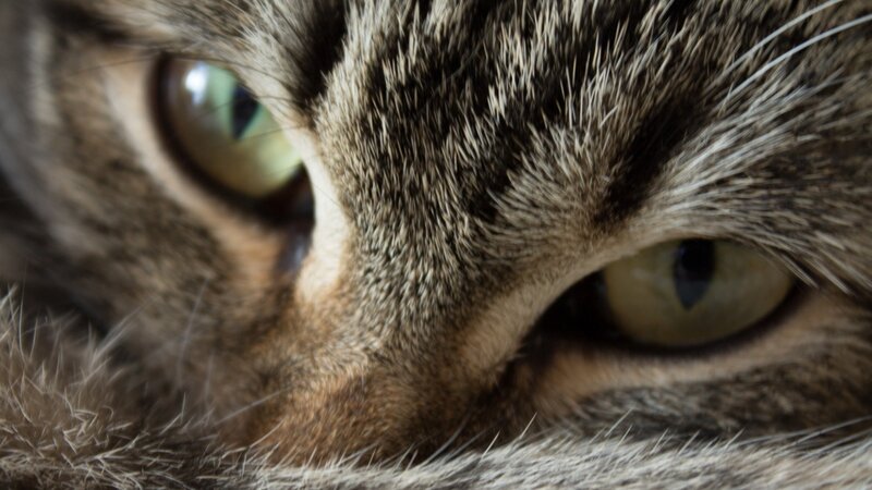 close-up of cat eyes