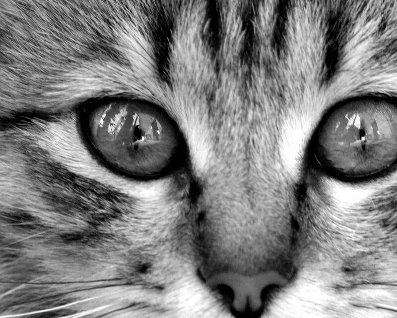 close-up of cat eyes