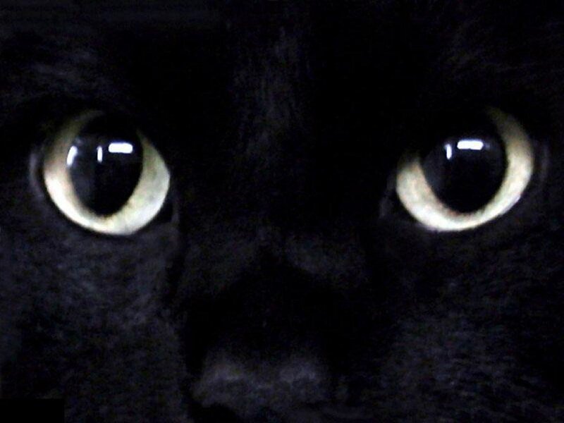 close-up of cat eyes