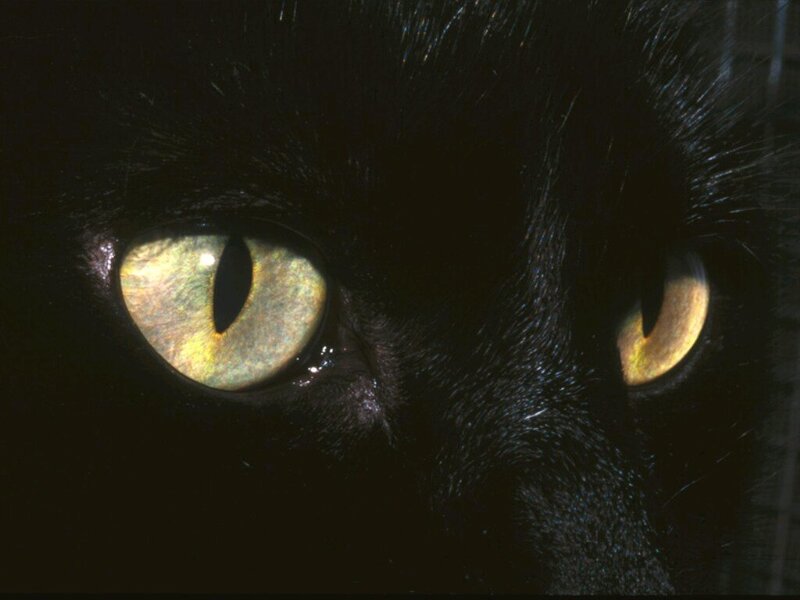 close-up of cat eyes