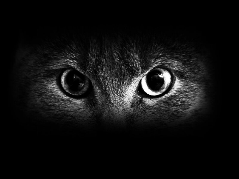 close-up of cat eyes