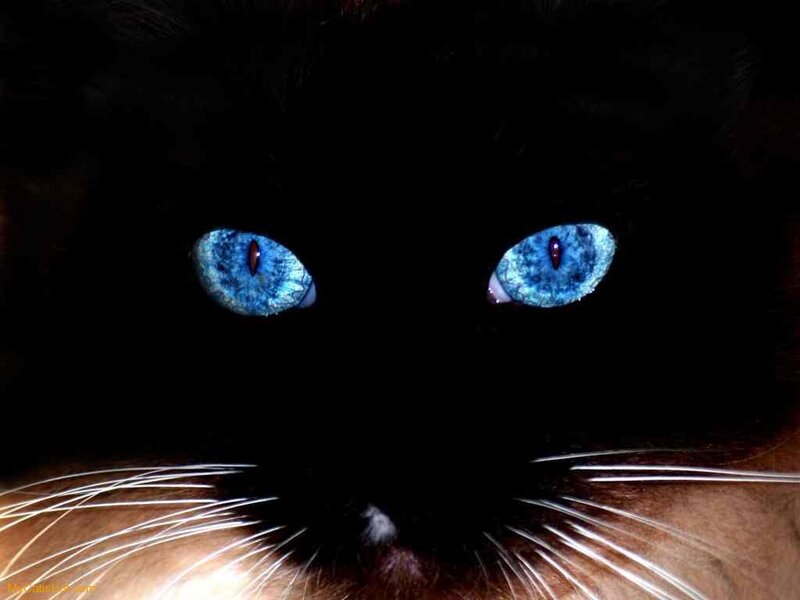 close-up of cat eyes