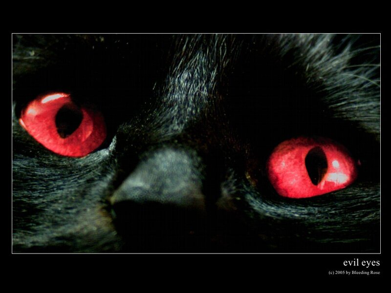 close-up of cat eyes