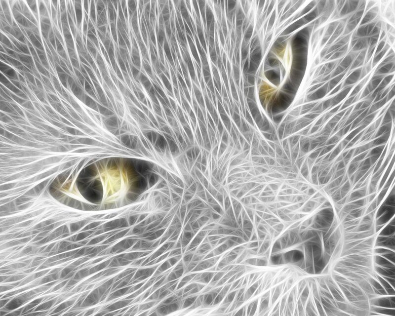 close-up of cat eyes