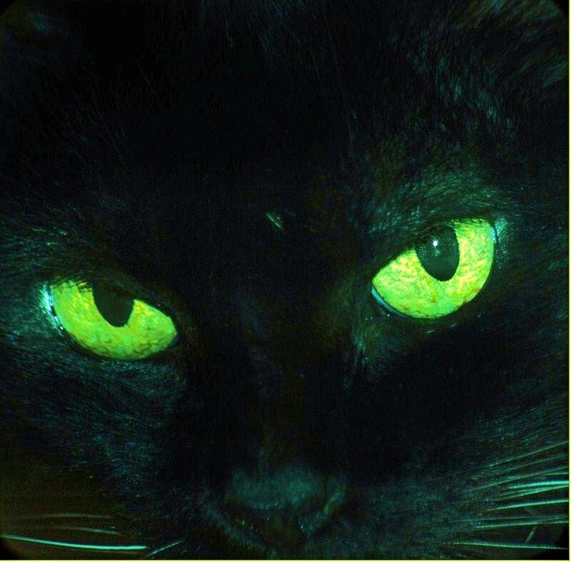 close-up of cat eyes