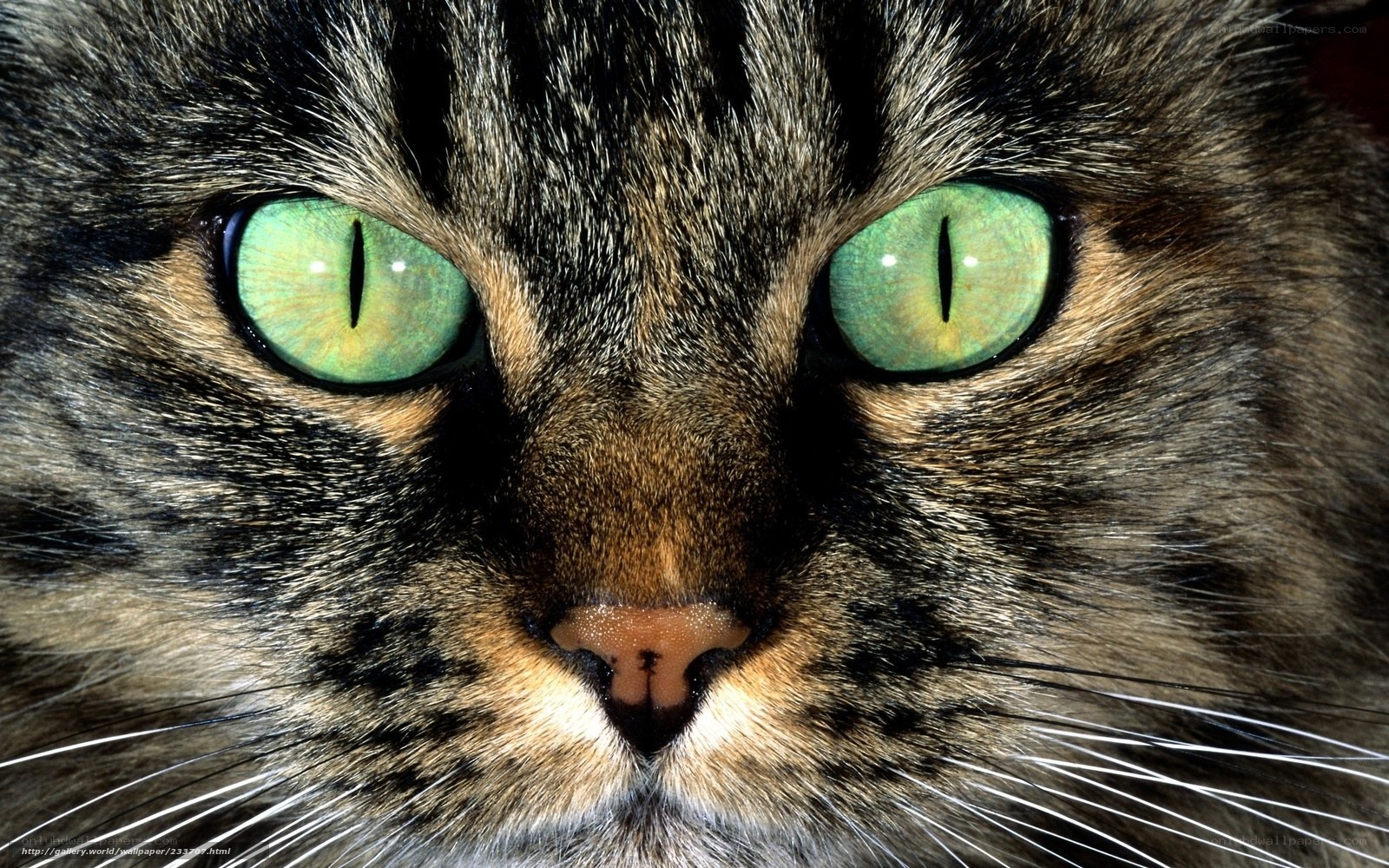 close-up of cat eyes