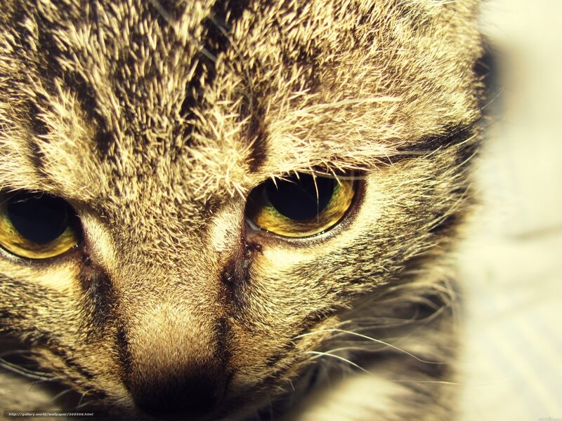 close-up of cat eyes