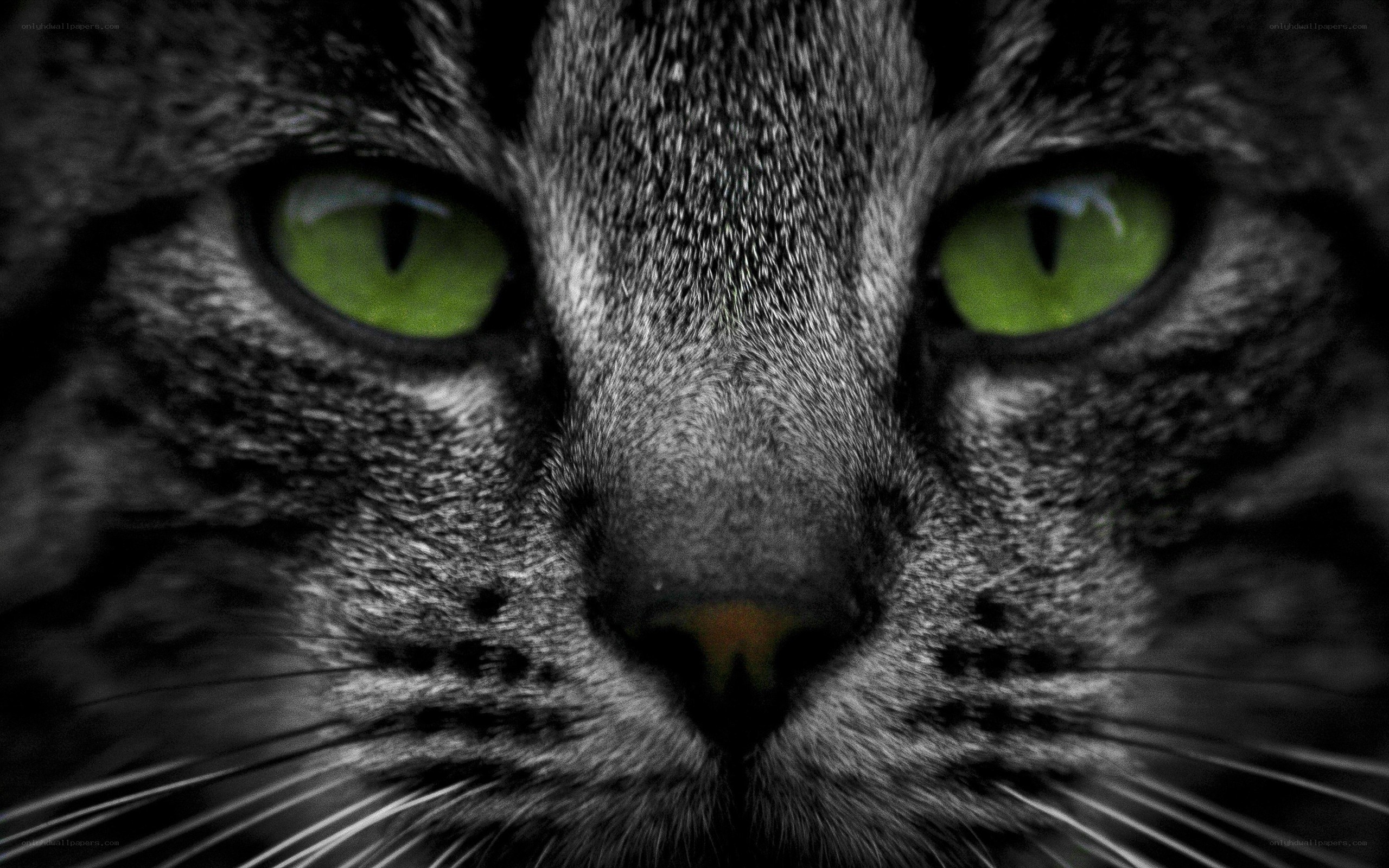 close-up of cat eyes