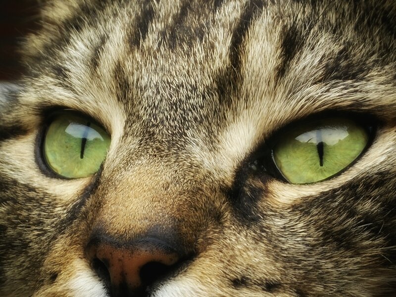 close-up of cat eyes