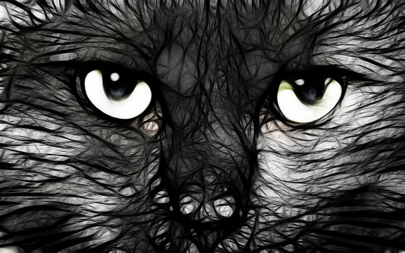 close-up of cat eyes