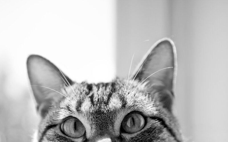 close-up of cat eyes