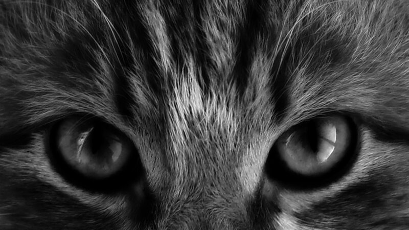 Close-up of Cat Eyes — Black, Intense