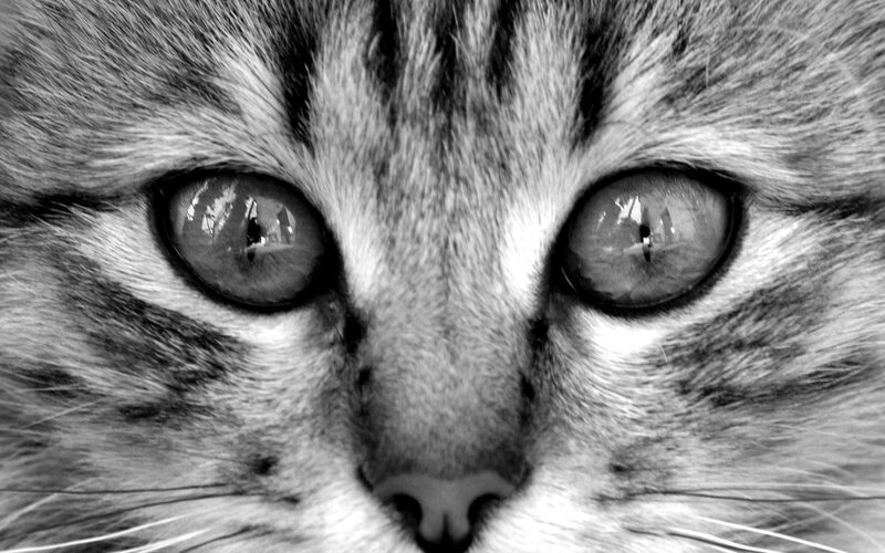 Close-up of Cat Eyes — Black