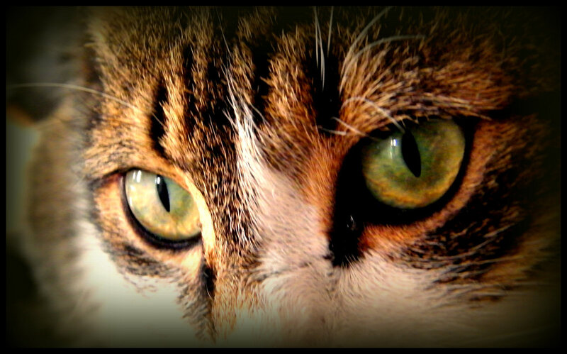 Close-up of Cat Eyes — Green