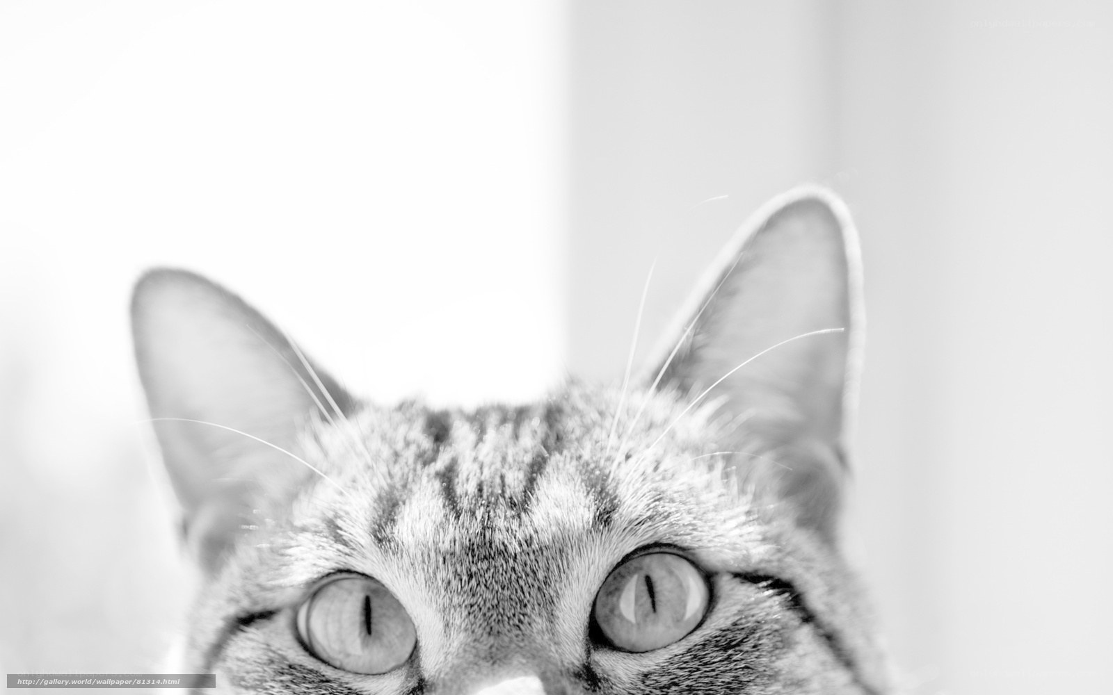close-up of cat eyes