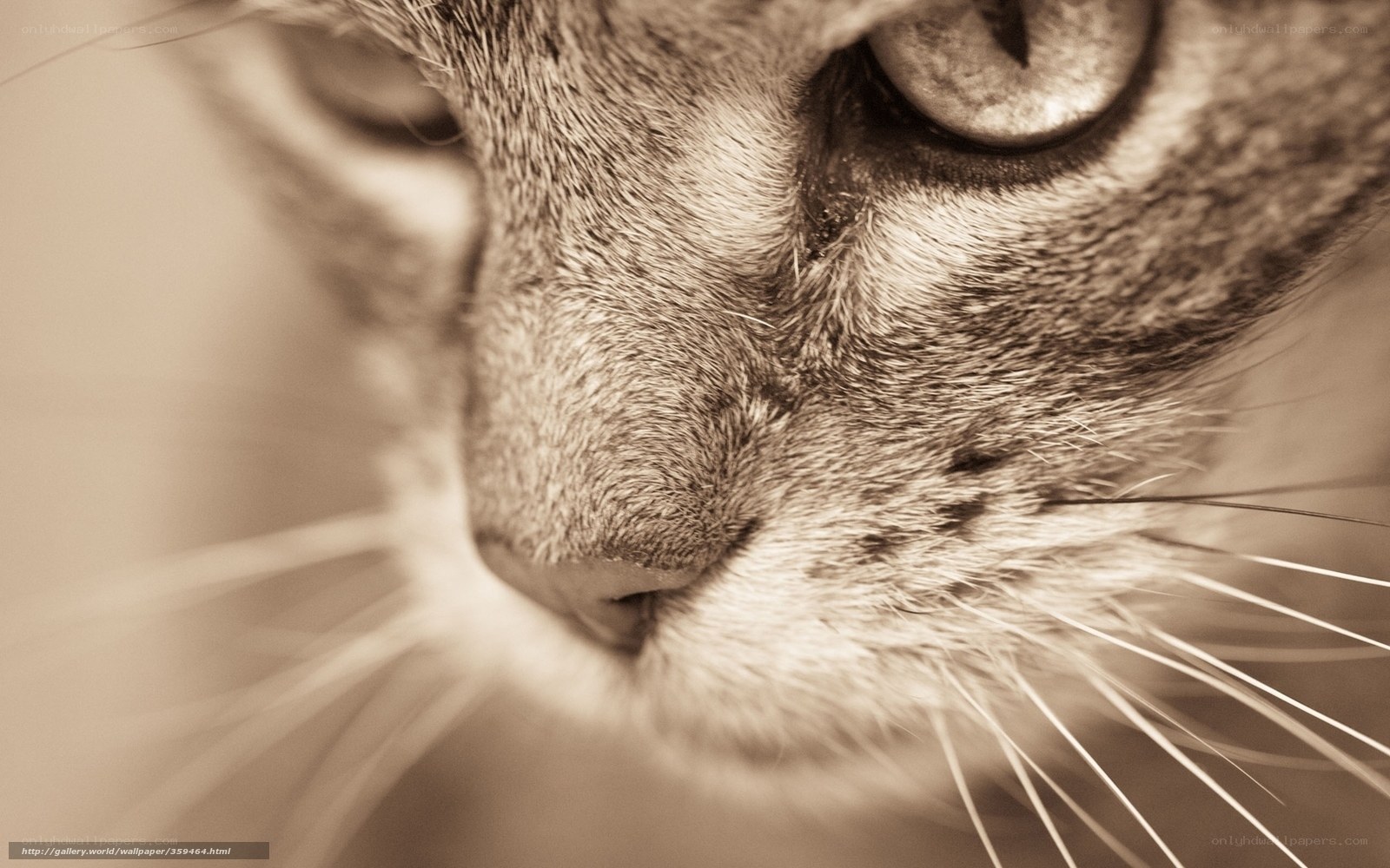 close-up of cat face