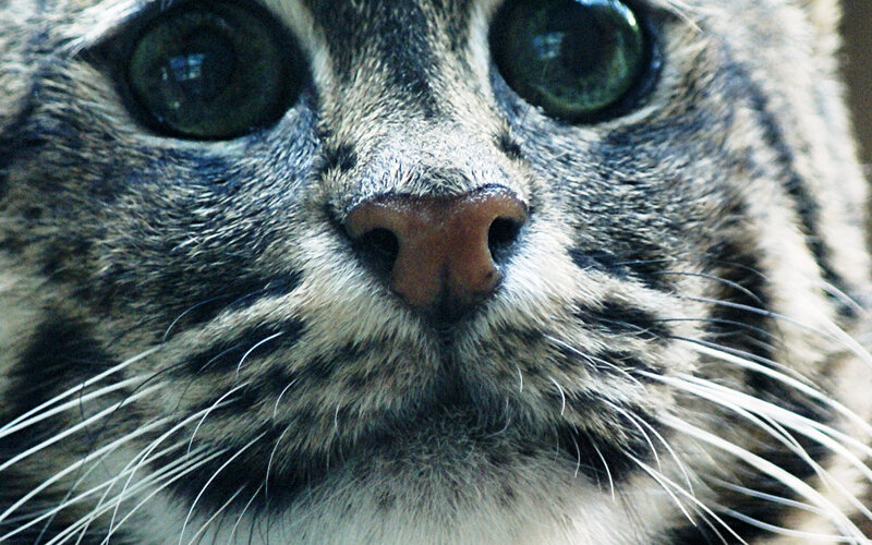 close-up of cat face