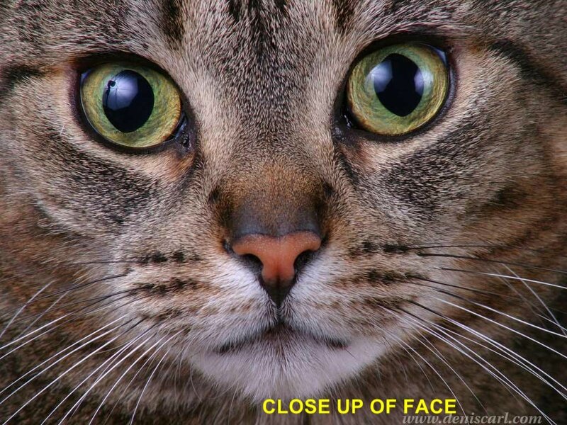 close-up of cat face
