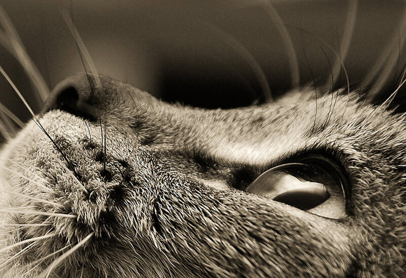Close-up of Cat Face — Black, Calm, Photograph, Eye