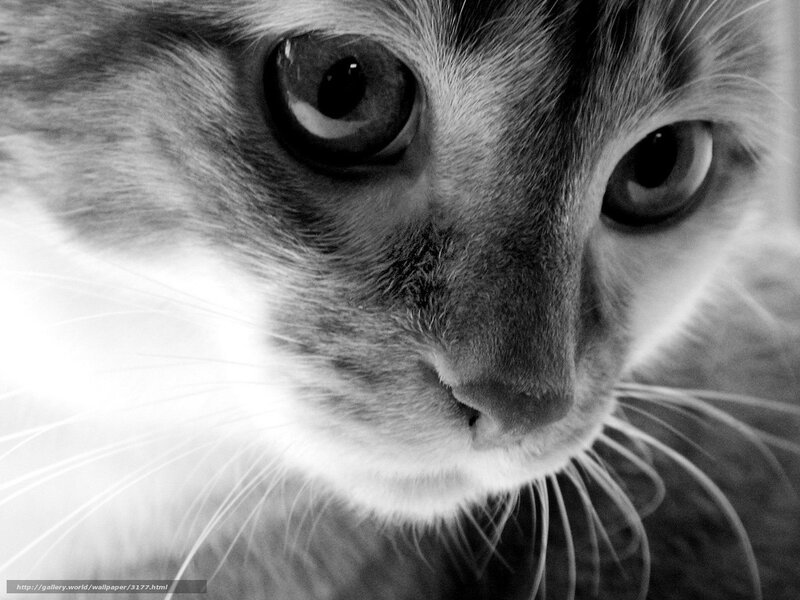 Close-up of Cat Face — Black, Calm