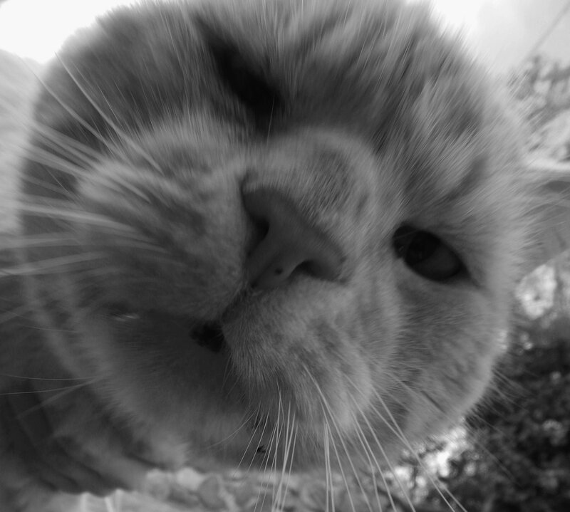 Close-up of Cat Face — Black, Curious