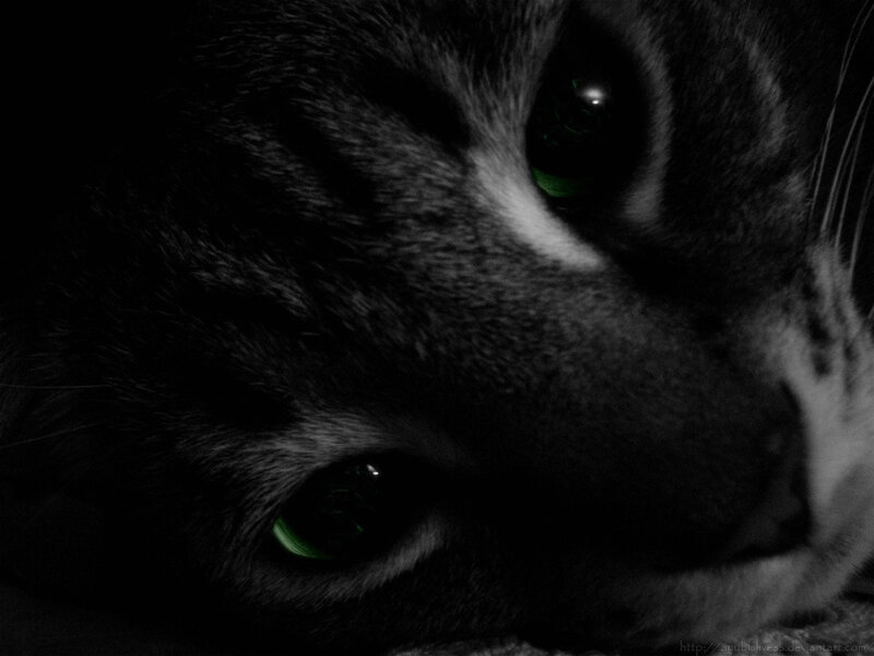 Close-up of Cat Face — Black, Dark