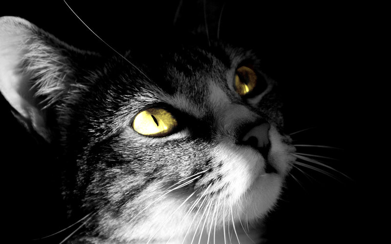 Close-up of Cat Face — Black, Dramatic, Night, Photograph