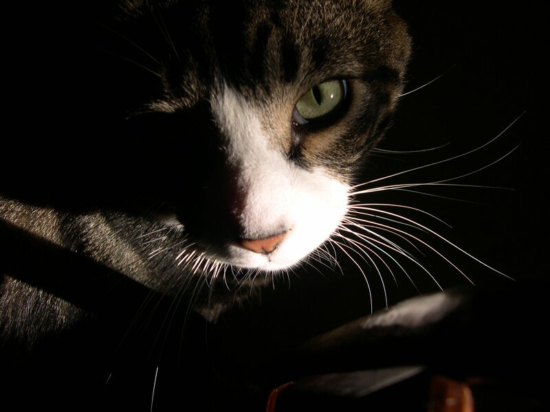 Close-up of Cat Face — Black, Dramatic, Night
