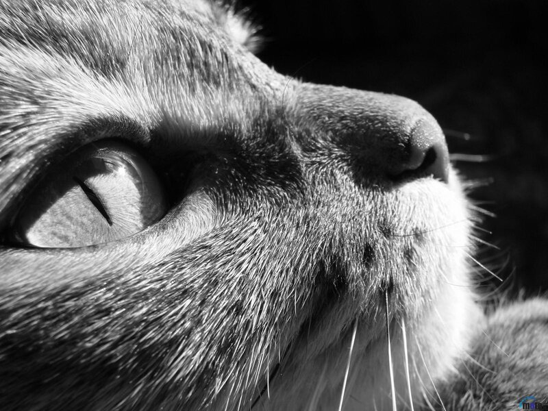 Close-up of Cat Face — Black, Dramatic, Photograph, Eye