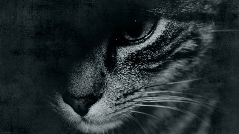 Close-up of Cat Face — Black, Dramatic, Photograph, Eye, Whiskers